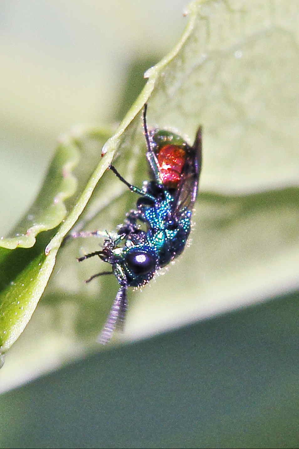 La prima Chrysididae della stagione: Pseudomalus auratus ?