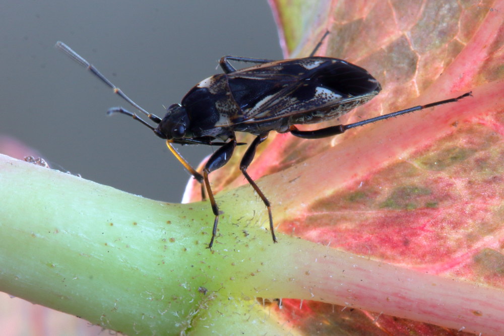 Lygaeidae: Rhyparochromus vulgaris