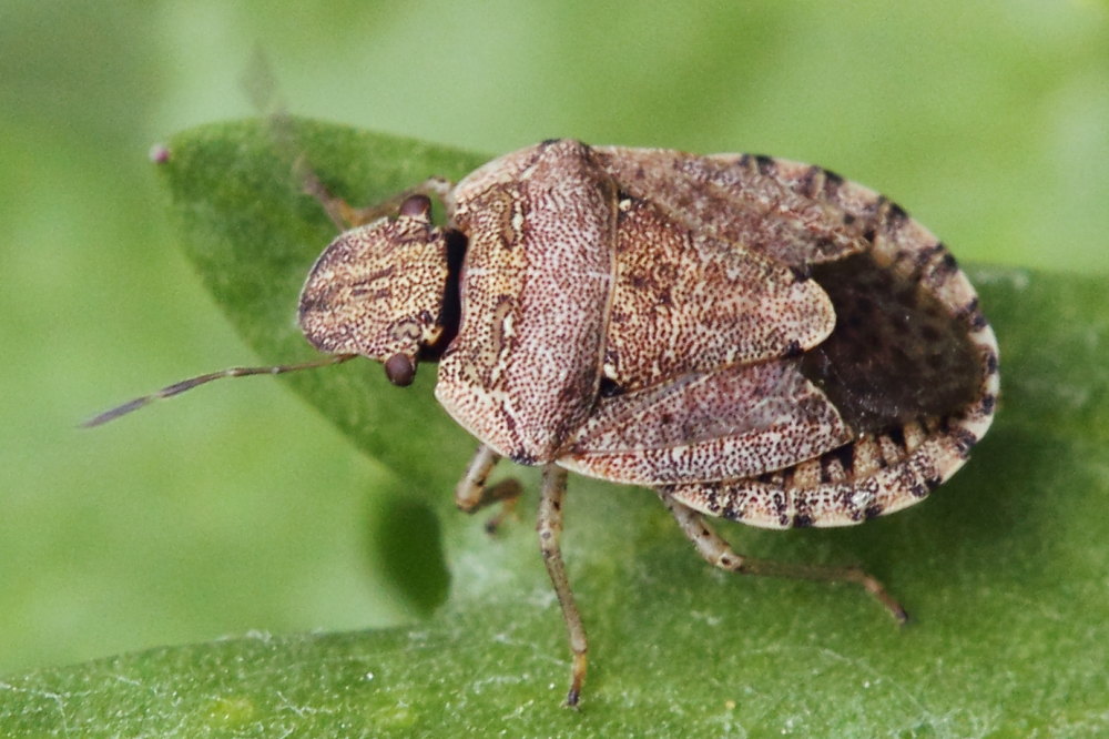 Pentatomidae da identificare