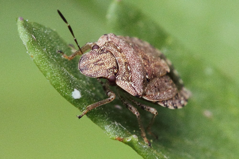 Pentatomidae da identificare