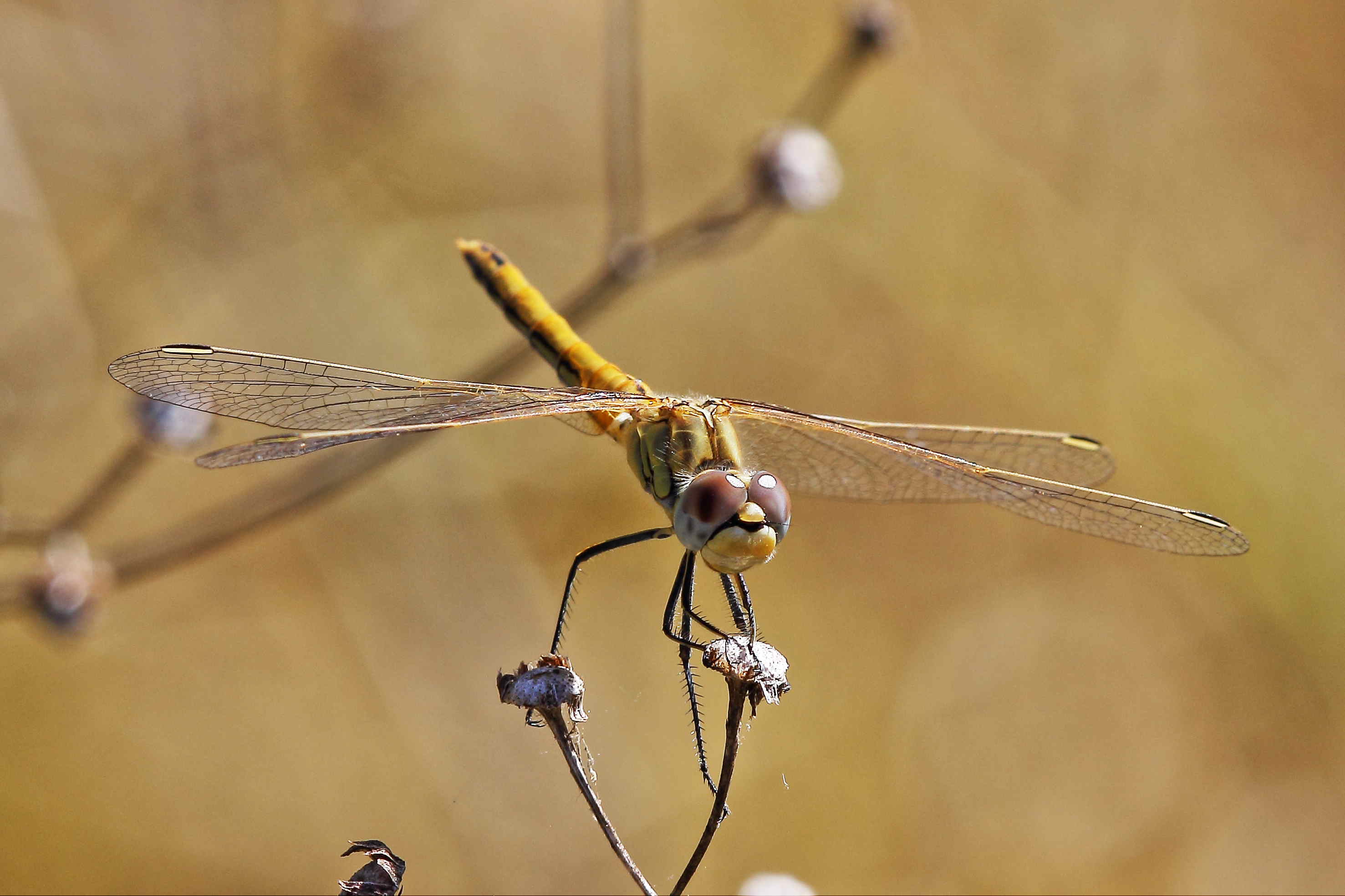 Sympetrum fonscolombii? - Si