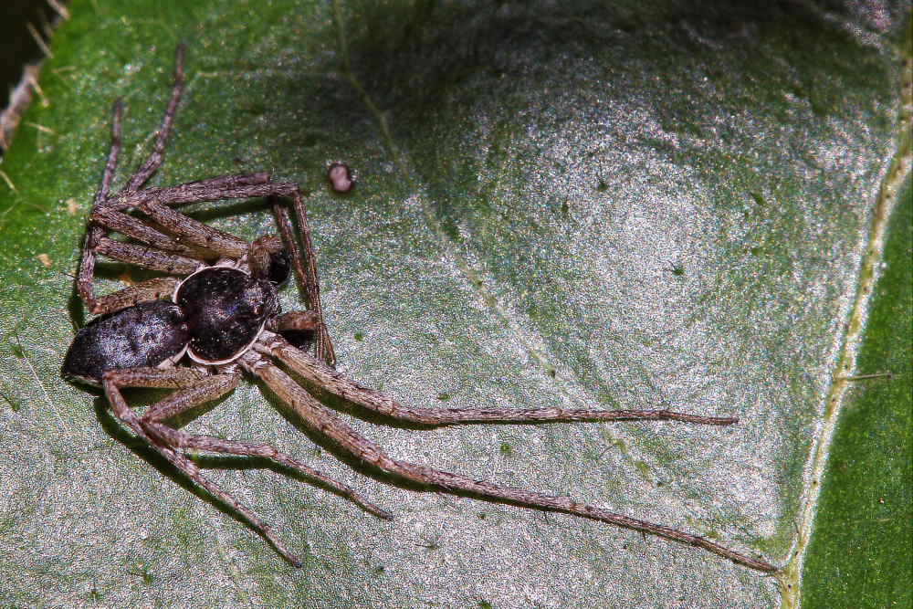 Philodromus dispar - Monte Conero (AN)