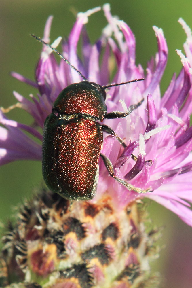 Alcuni Cryptocephalus da identificare