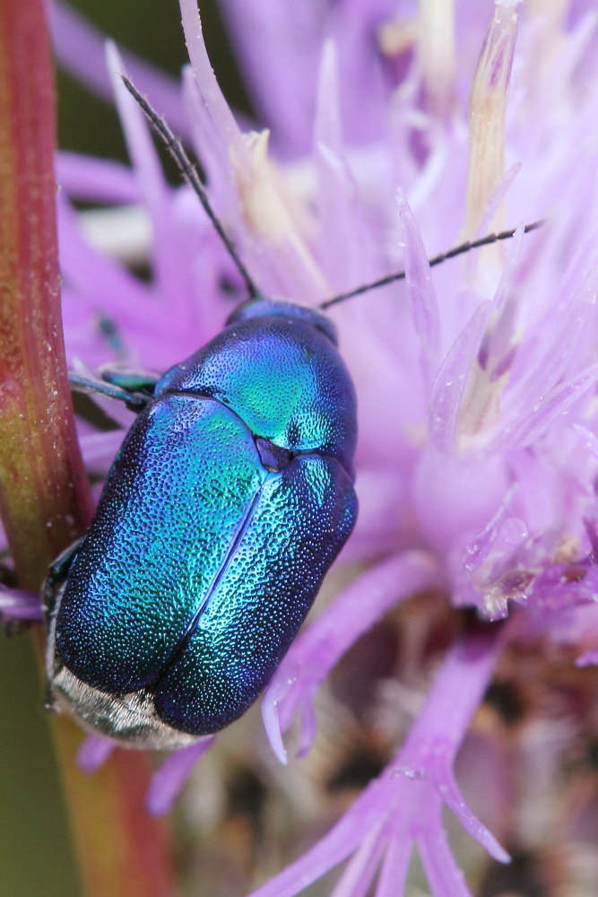 Alcuni Cryptocephalus da identificare