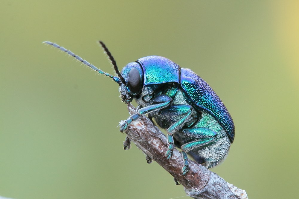 Alcuni Cryptocephalus da identificare