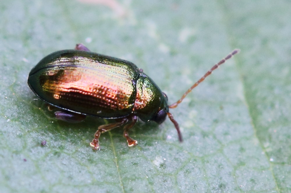 Crepidodera aurea, Chrysomelidae