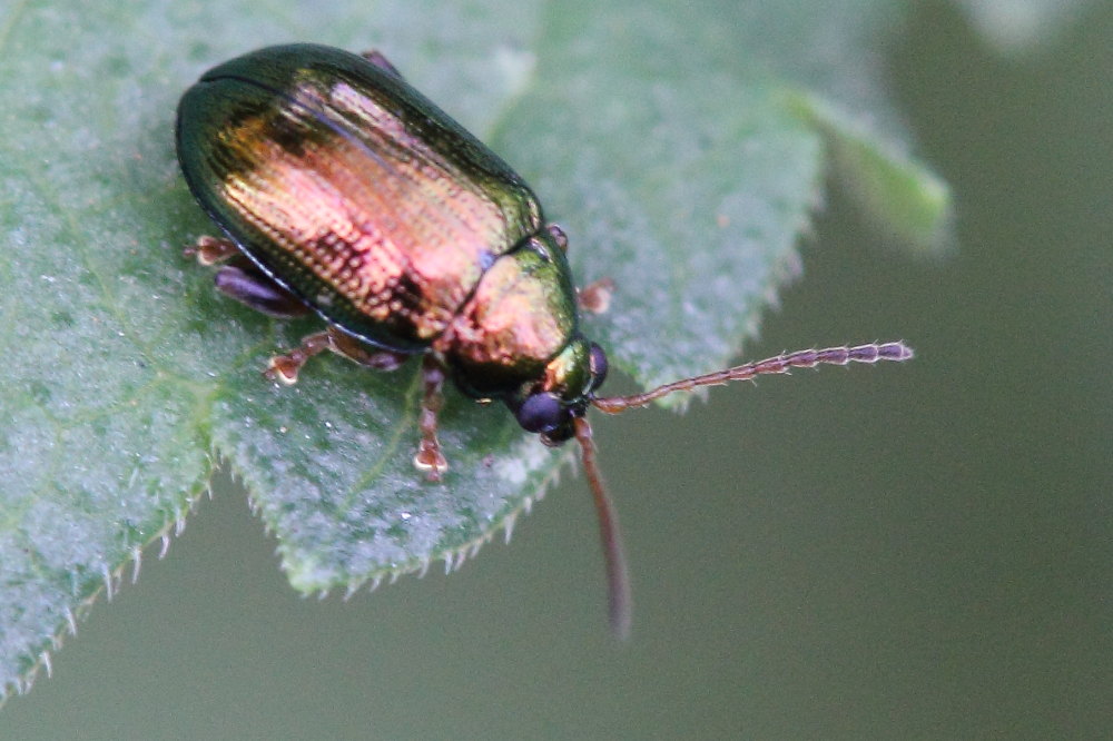 Crepidodera aurea, Chrysomelidae