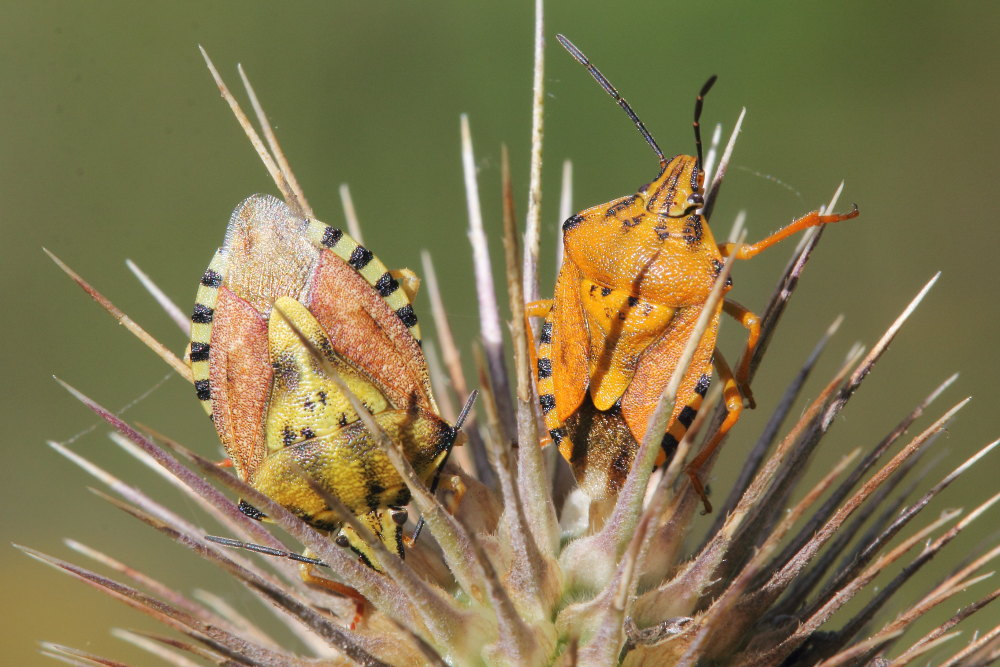 Pentatomidae: Carpocoris pudicus delle Marche (AN)