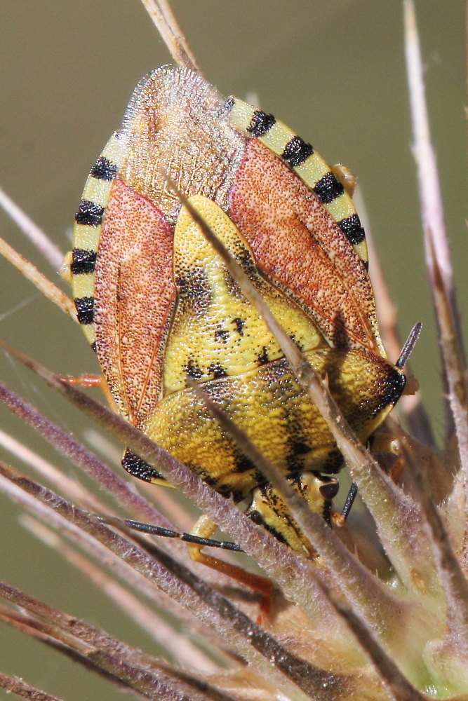 Pentatomidae: Carpocoris pudicus delle Marche (AN)