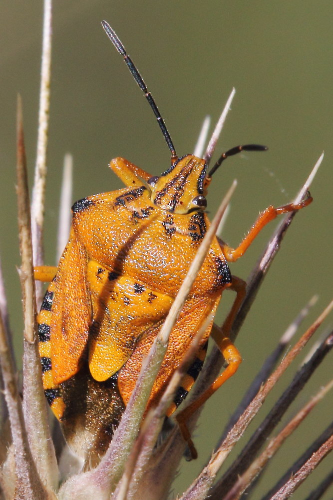 Pentatomidae: Carpocoris pudicus delle Marche (AN)