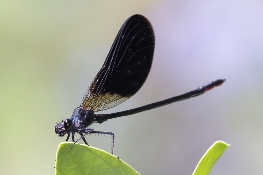 Calopteryx haemorrhoidalis