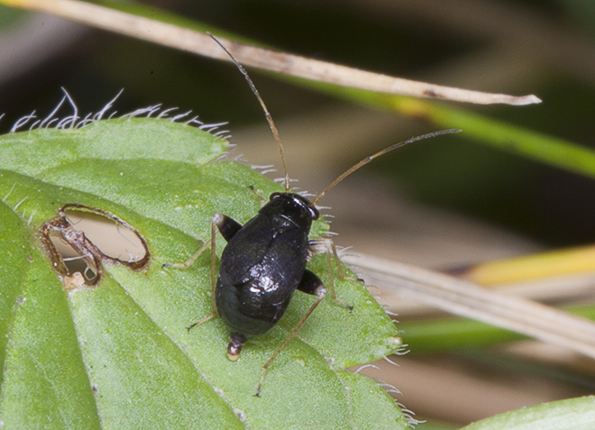 Longitarsus? No, eterottero Miridae: Halticus apterus