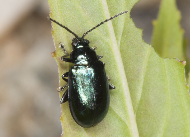 Chrysomelidae: Altica sp.