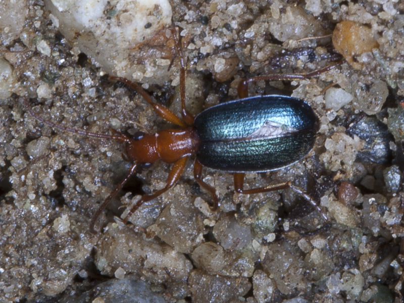 Brachinus glabratus