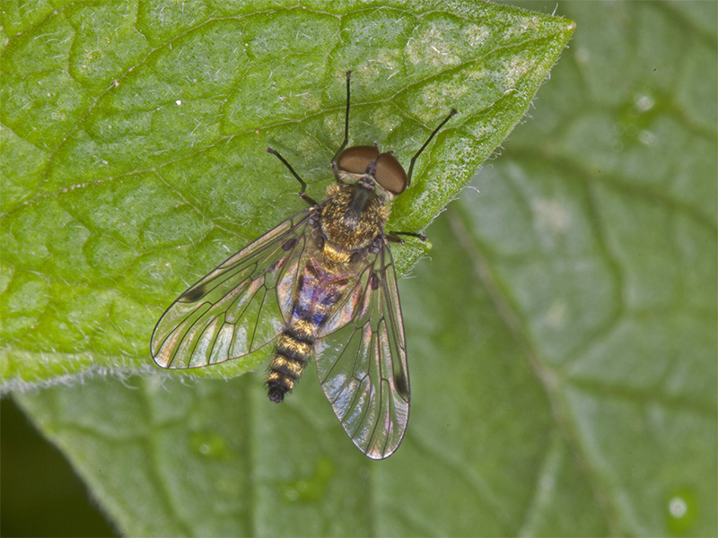 Chrysopilus, maschio  (Rhagionidae)