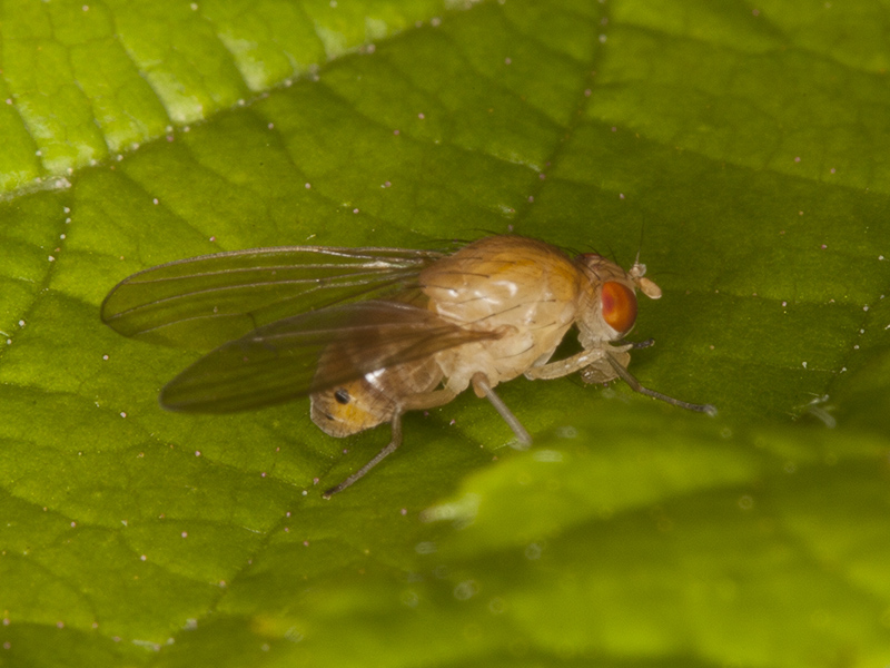 Sapromyza sp. (Lauxaniidae)