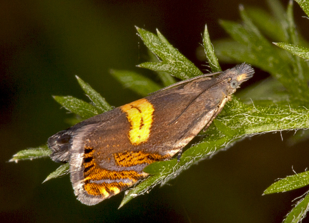 tortricidae? - S, Dichrorampha cfr. petiverella