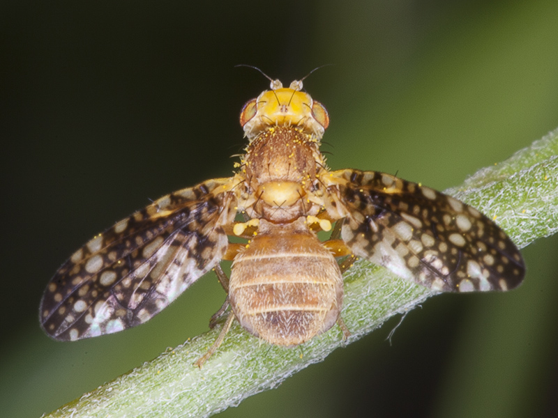 Oxyna flavipennis (Tephritidae)