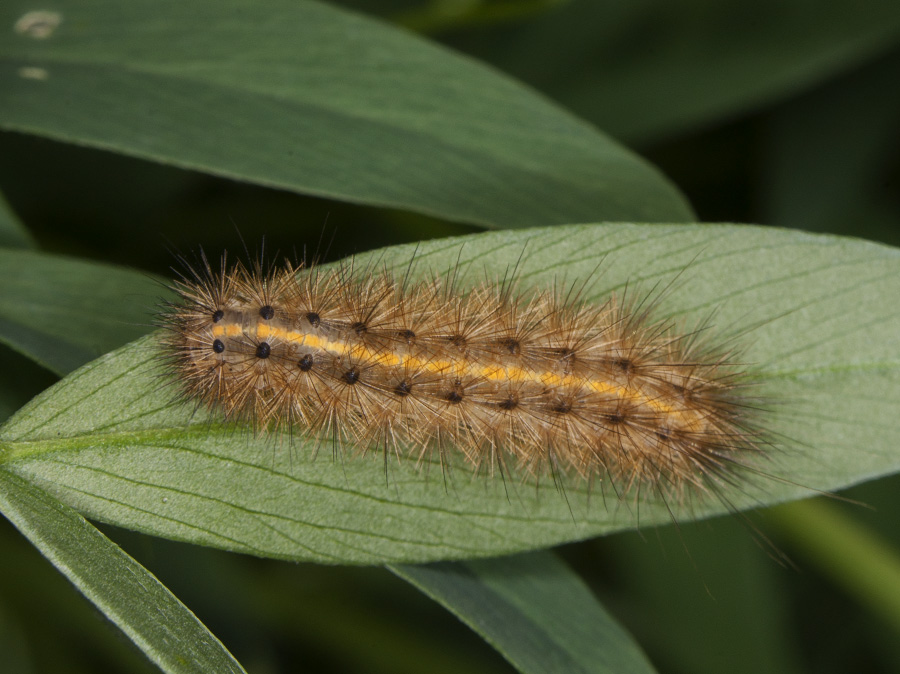 altro bruco - Phragmatobia fuliginosa