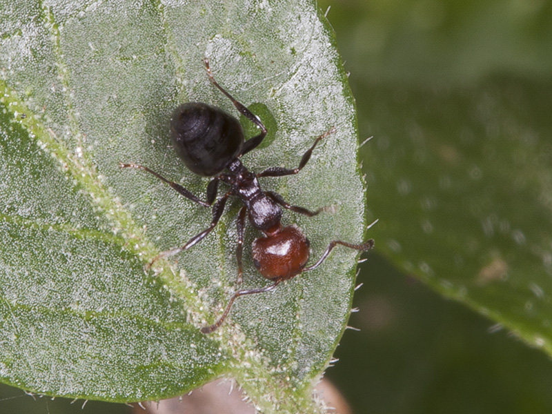 operaia di Crematogaster scutellaris