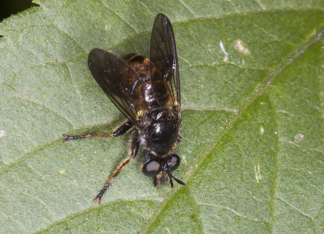 Choerades sp. (Asilidae)