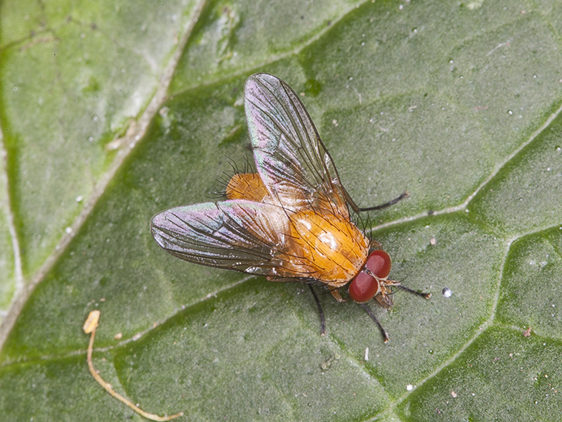 Phaonia pallida (Muscidae)