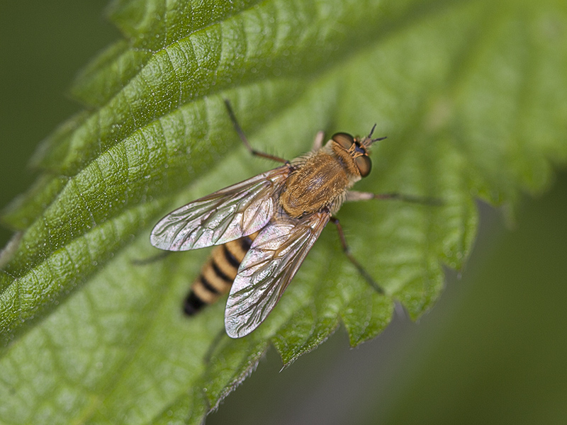 Thereva nobilitata (Therevidae)