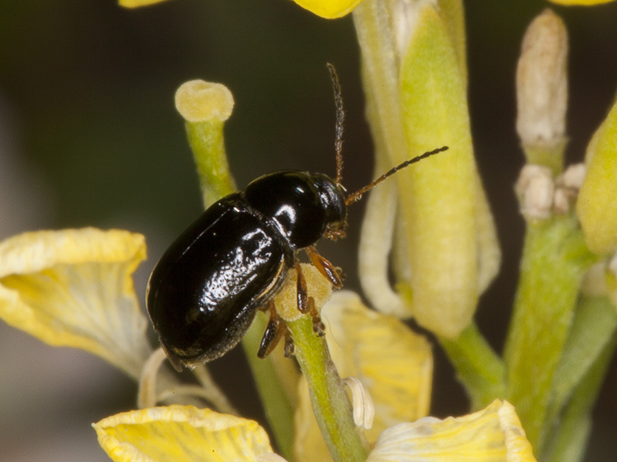 piccolo Chrysomelidae