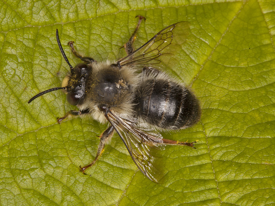 vespa, anzi apoideo! Anthophora sp.