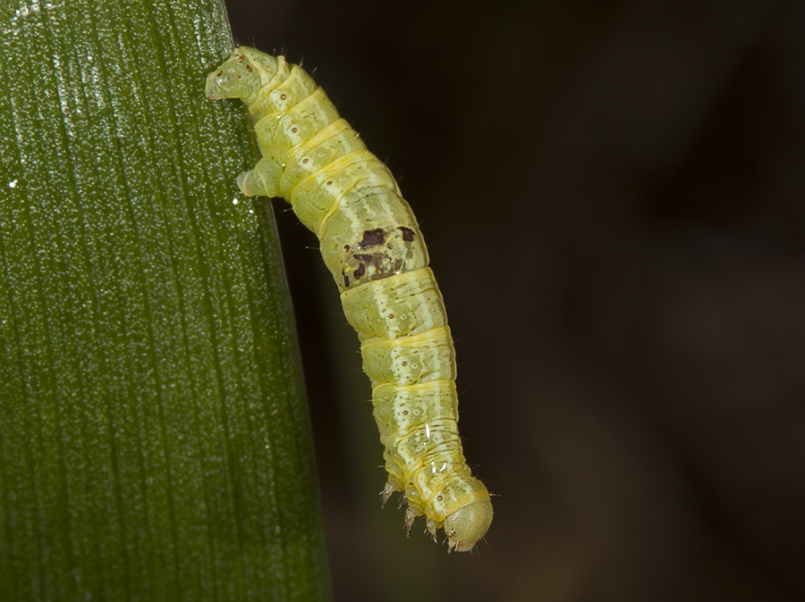 bruco geometridae? - Operophtera sp.