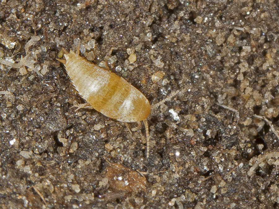 Atelura formicaria