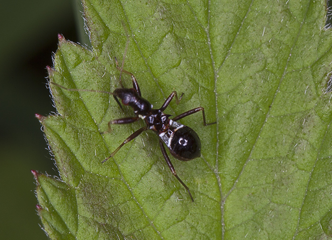 Himacerus mirmicoides (Nabidae)