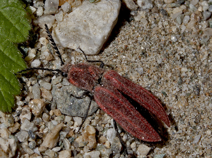 Anostirus sp. (Elateridae)