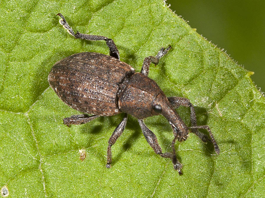 Lepirus capucinus