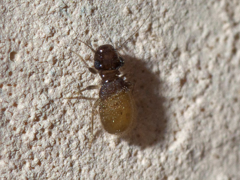 probabile  Liposcelis sp.