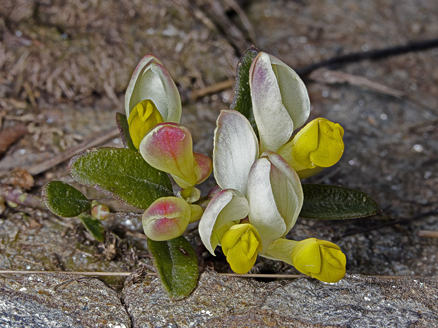 fiore di montagna - Polygala chamaebuxus