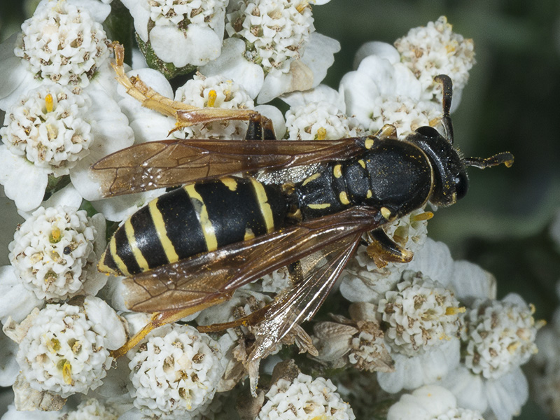 Polistes sp.