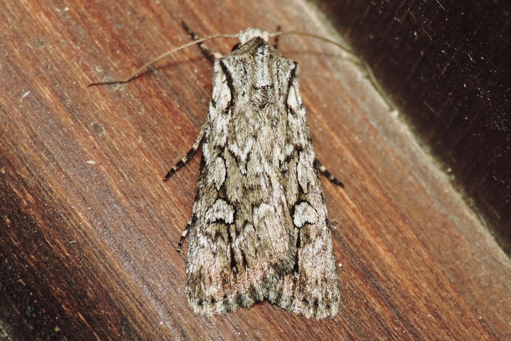 Agrotis schawerdai Bytinski-Salz, 1937- ♀