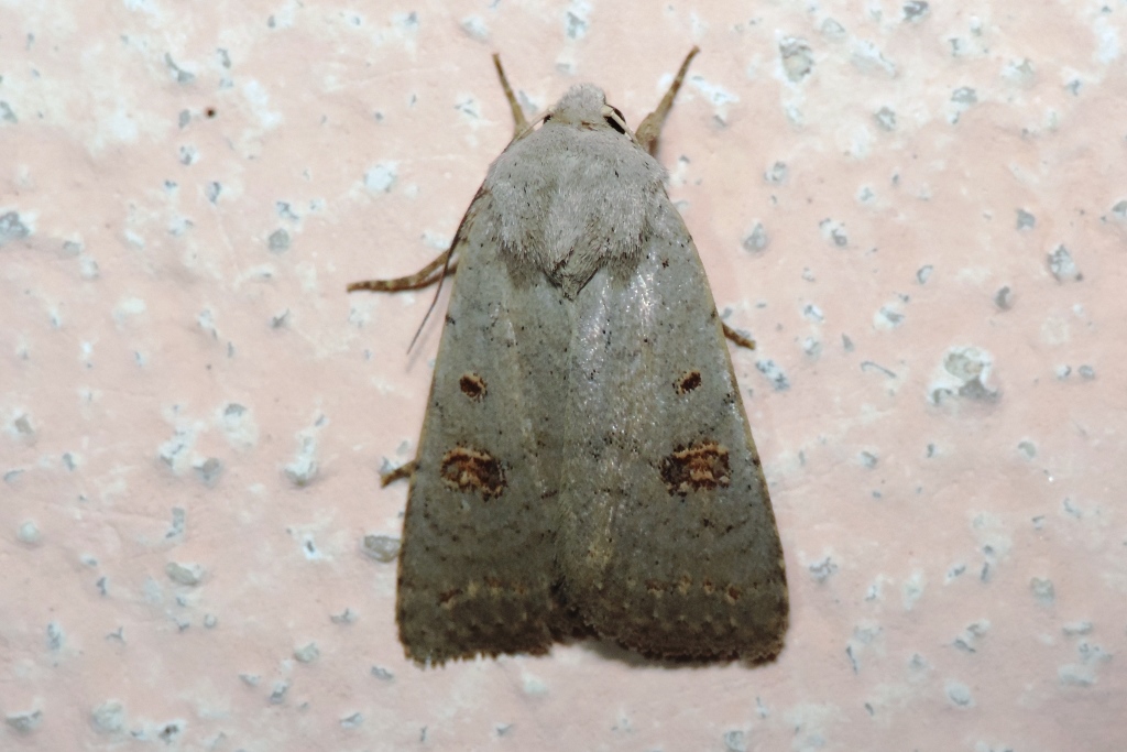 Caradrina (Platyperigea) proxima Rambur, [1837]- Noctuidae