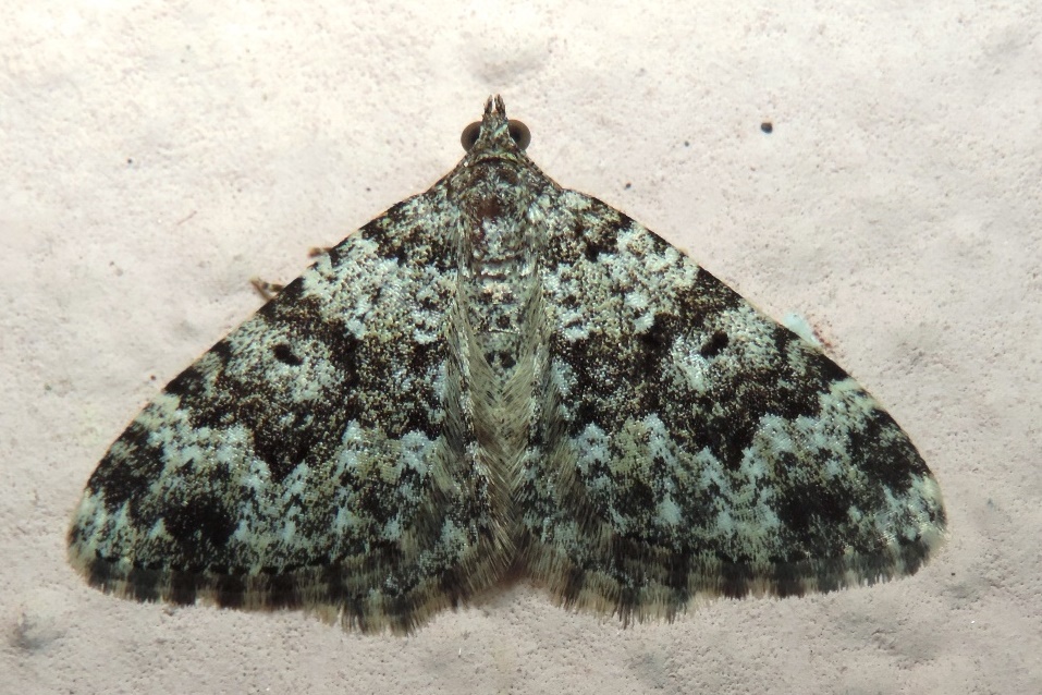 Xanthorhoe sardisjuncta Hausmann, 2011