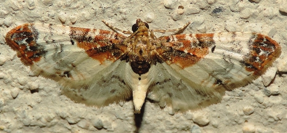 Eupithecia breviculata (Donzel, 1837) - Geometridae