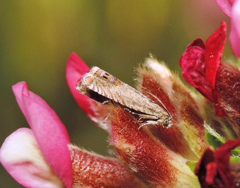 Tortricidae - Cydia sp. e Celypha lacunana