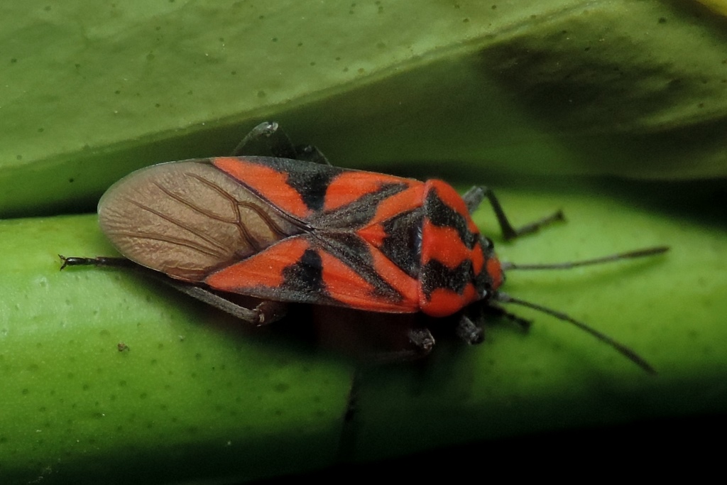 Spilostethus furcula (Herrich-Schaeffer, 1850) - Lygaeidae