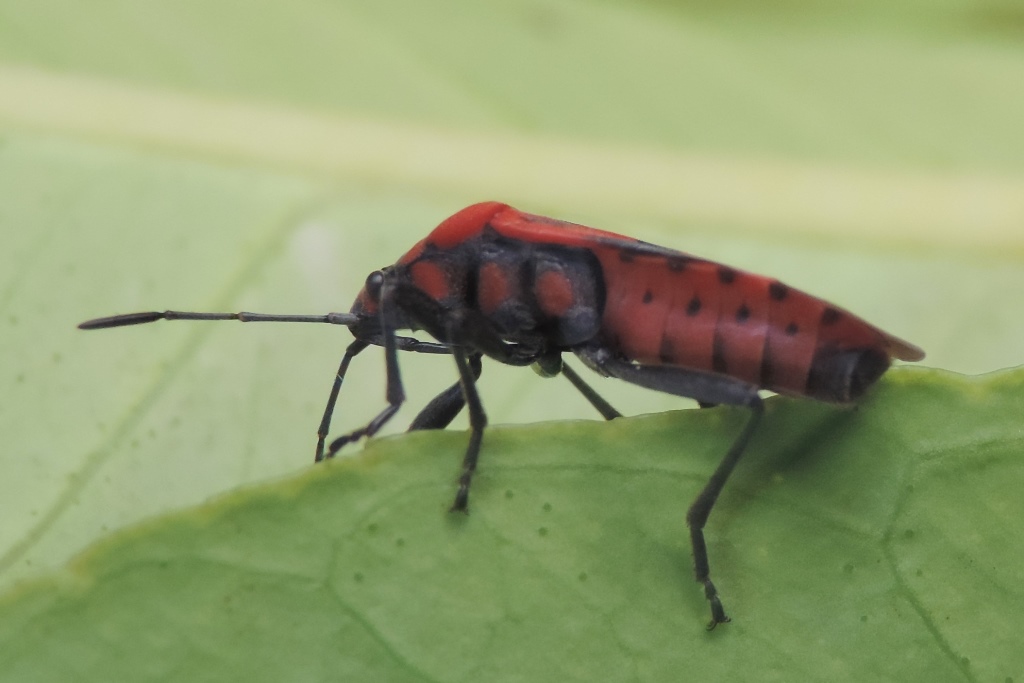 Spilostethus furcula (Herrich-Schaeffer, 1850) - Lygaeidae