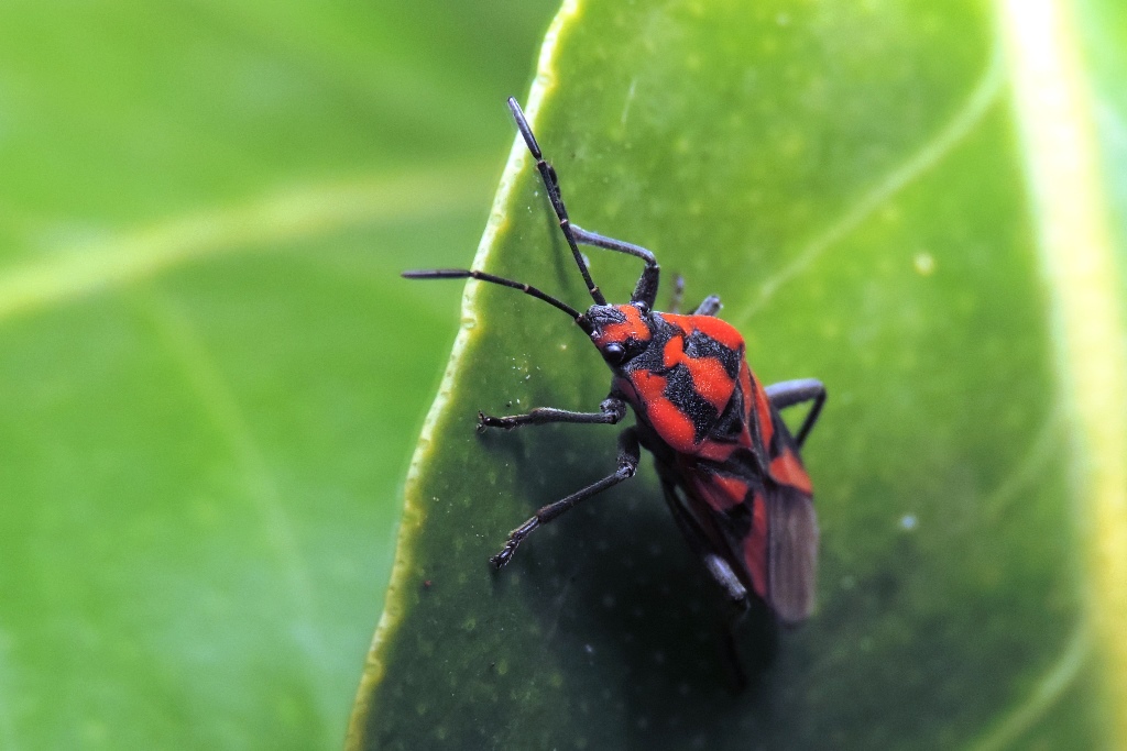 Spilostethus furcula (Herrich-Schaeffer, 1850) - Lygaeidae