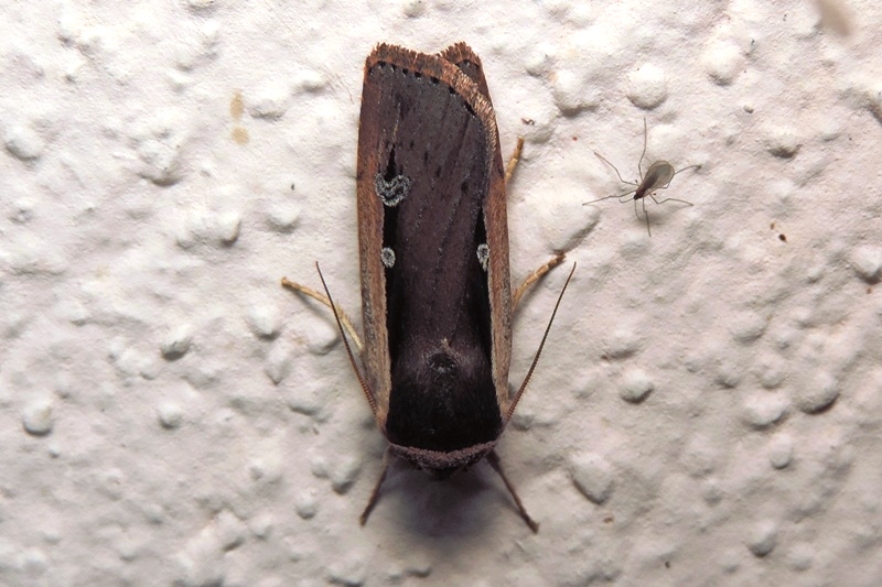 Ochropleura leucogaster (Freyer, [1831])