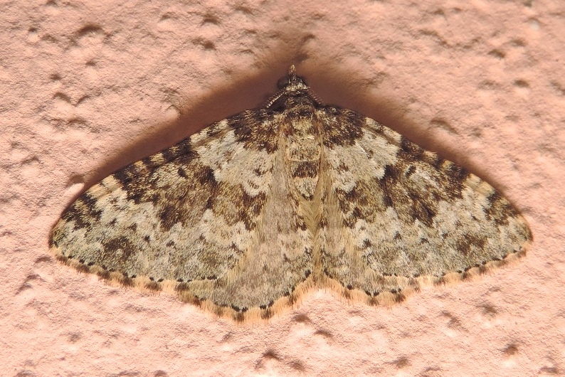 Xanthorhoe sardisjuncta HAUSMANN, 2011