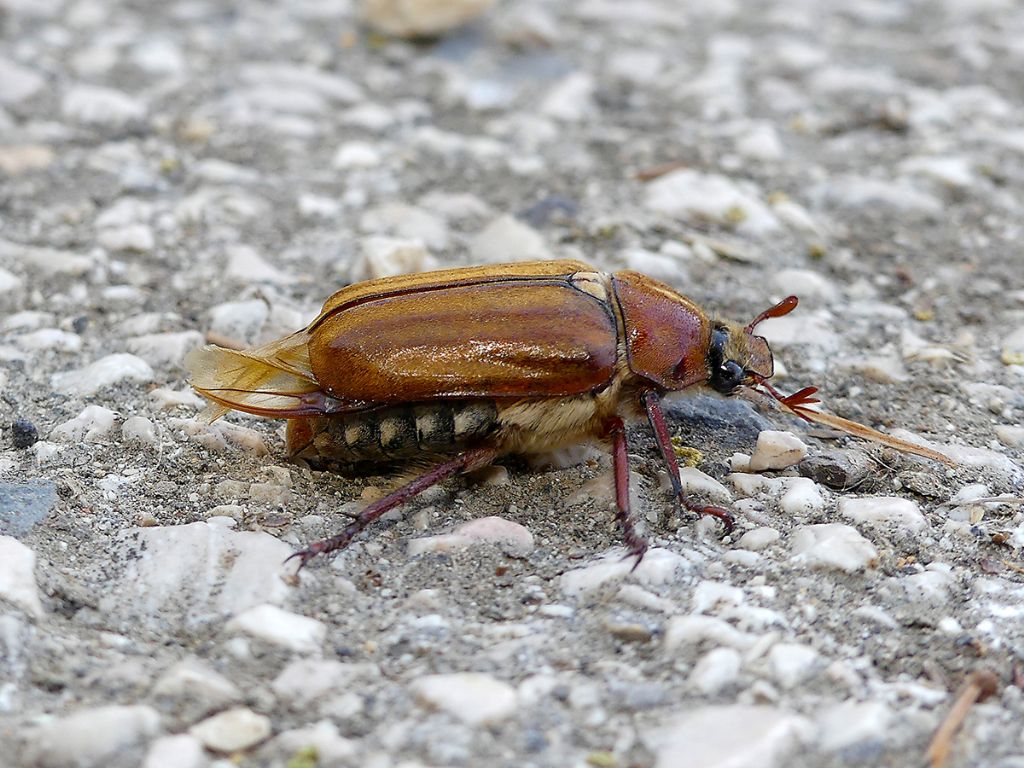 Melolonthidae: Anoxia matutinalis matutinalis, maschio