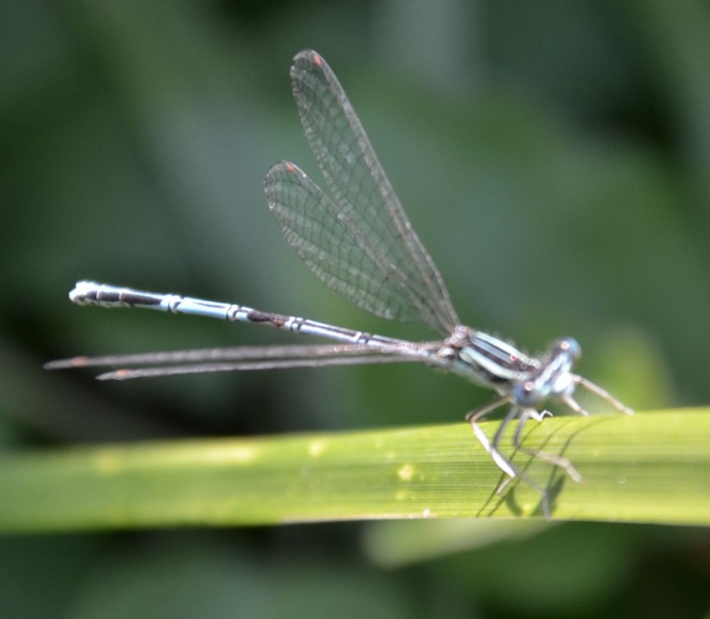 mi sembra una Platycnemis pennipes,....e lo  !