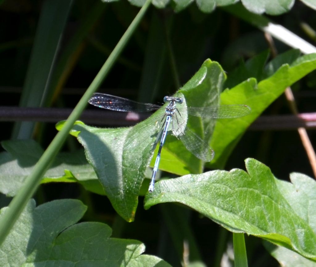 mi sembra una Platycnemis pennipes,....e lo  !